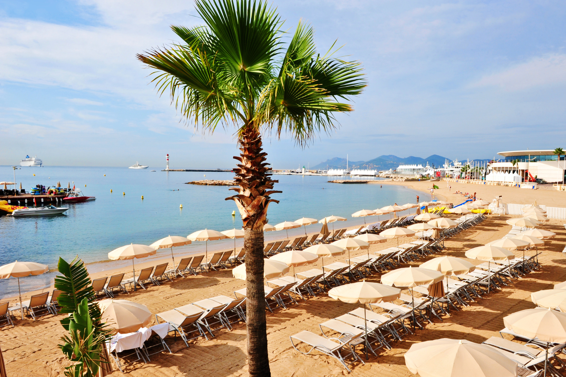 A beach with a palm tree and lots of chairs and umbrellas