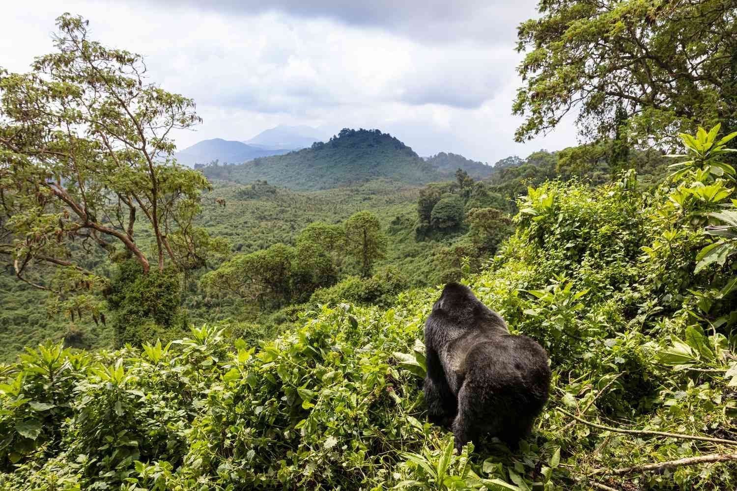 A gorilla is standing in the middle of a lush green forest.