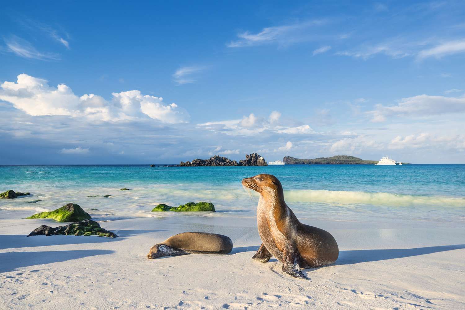 Two seals are sitting on a sandy beach near the ocean.