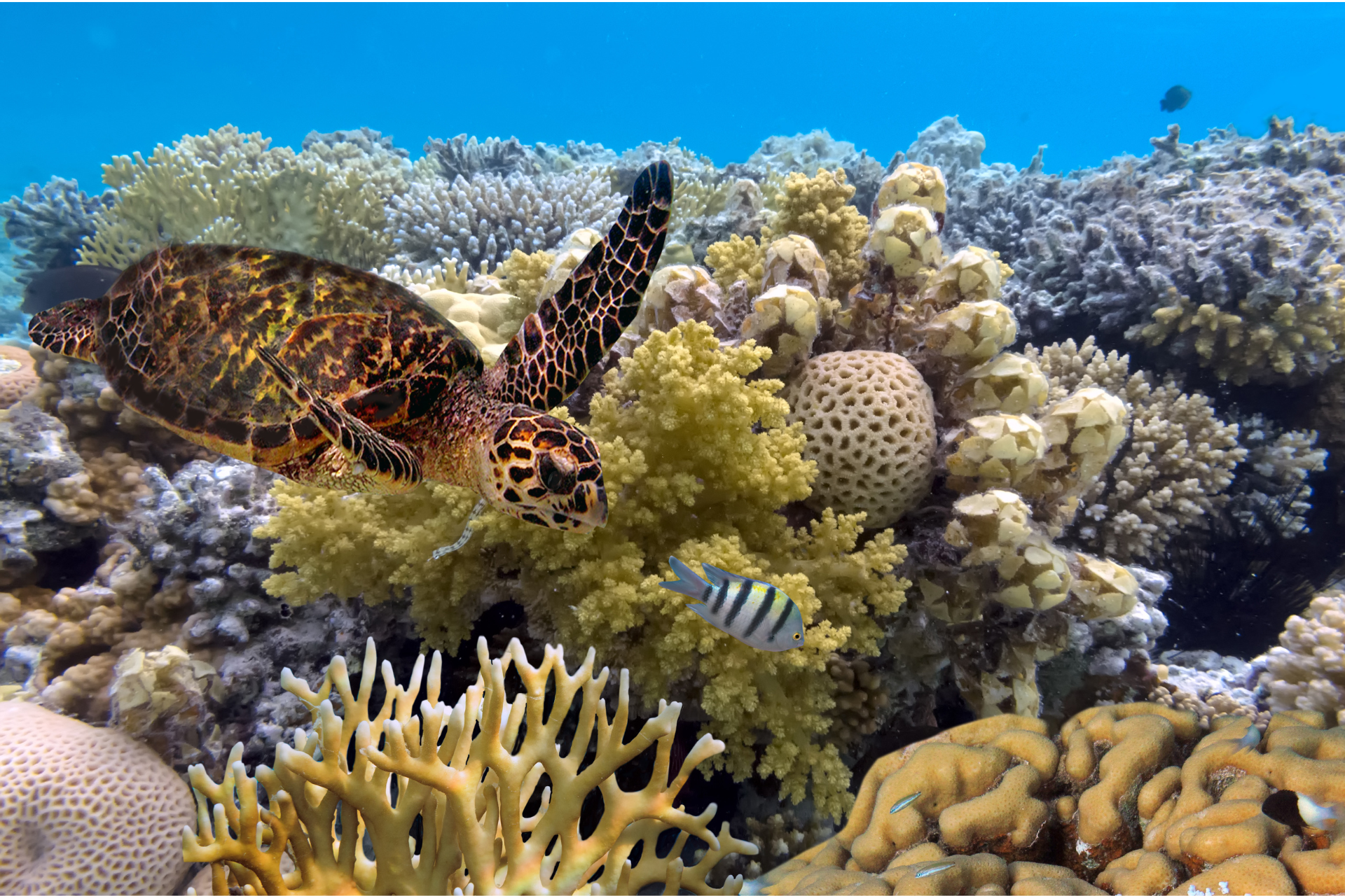 A sea turtle is swimming on a coral reef.