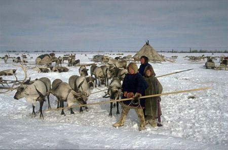 A group of people are standing in the snow with reindeer in the background.