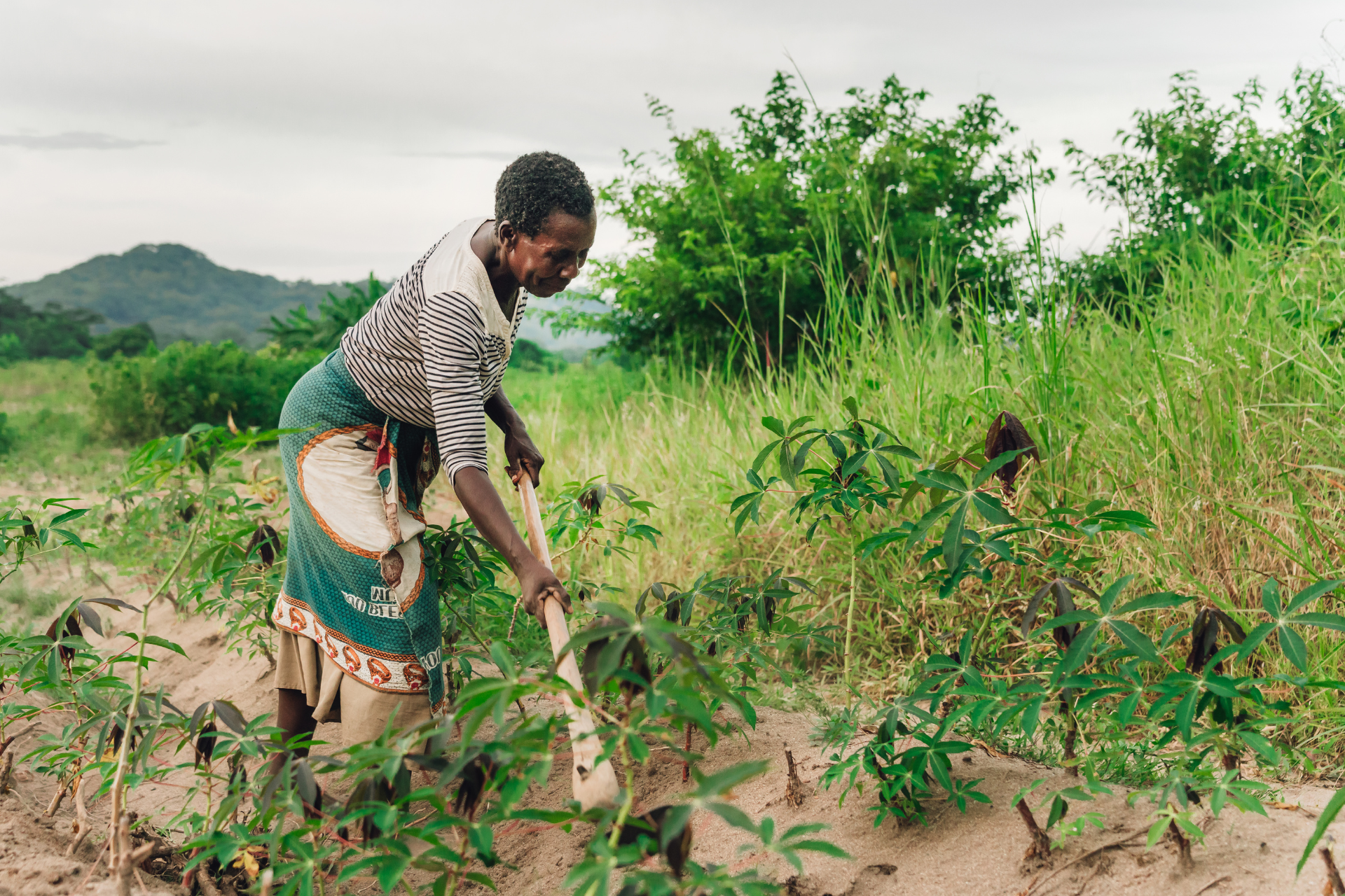 A woman is working in a field of plants.