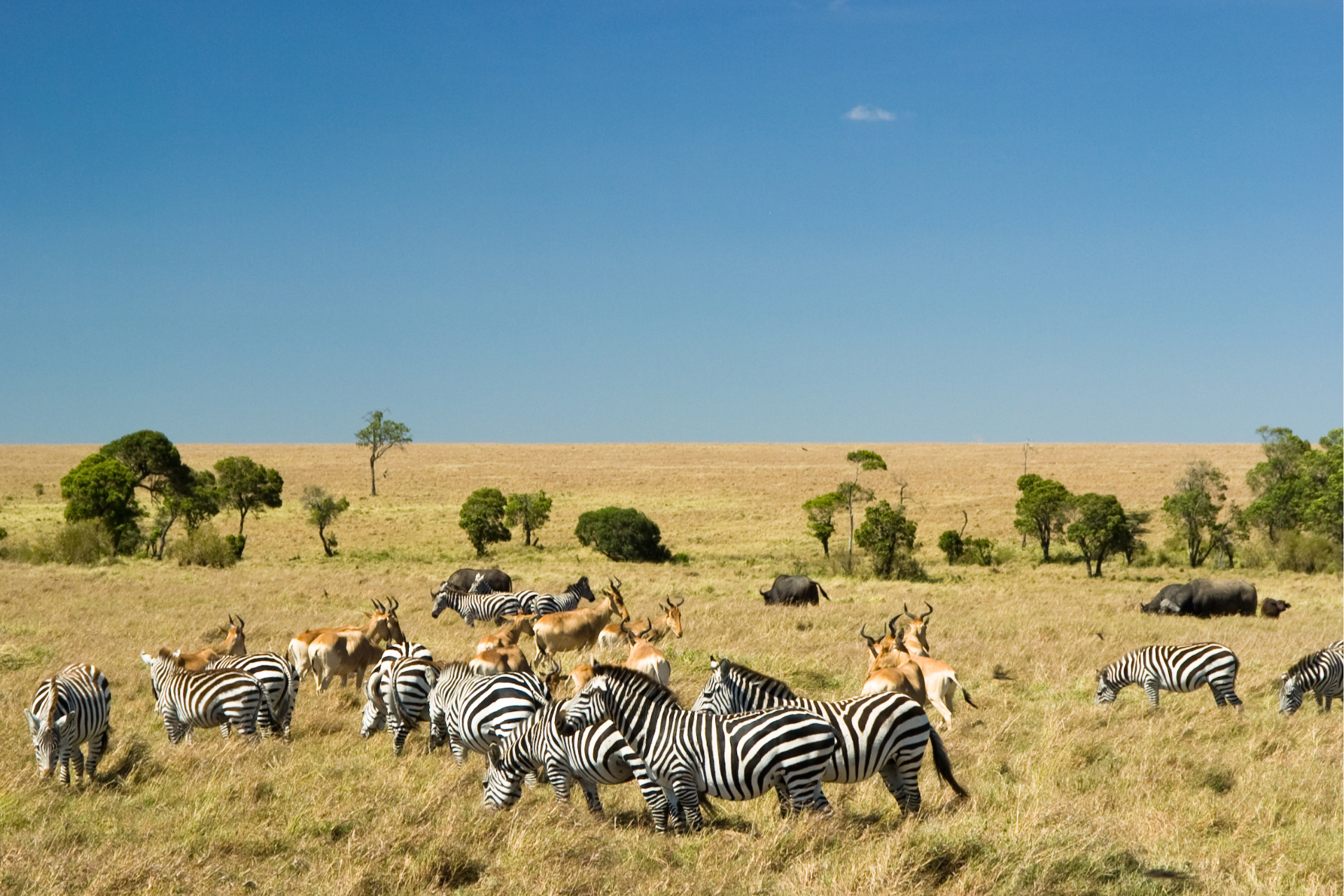 A herd of zebras and antelope are grazing in a field.