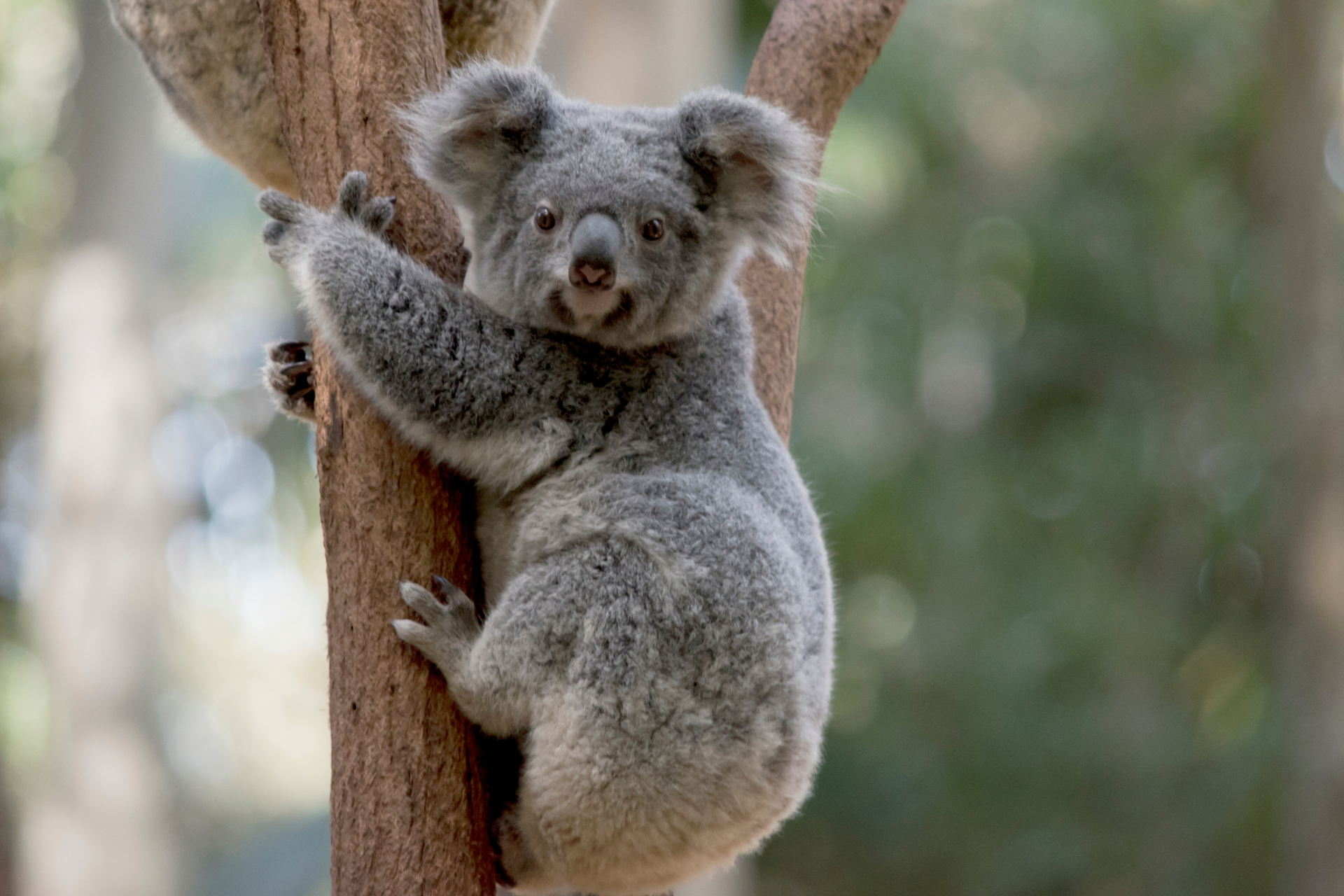 A koala bear is sitting on a tree branch.