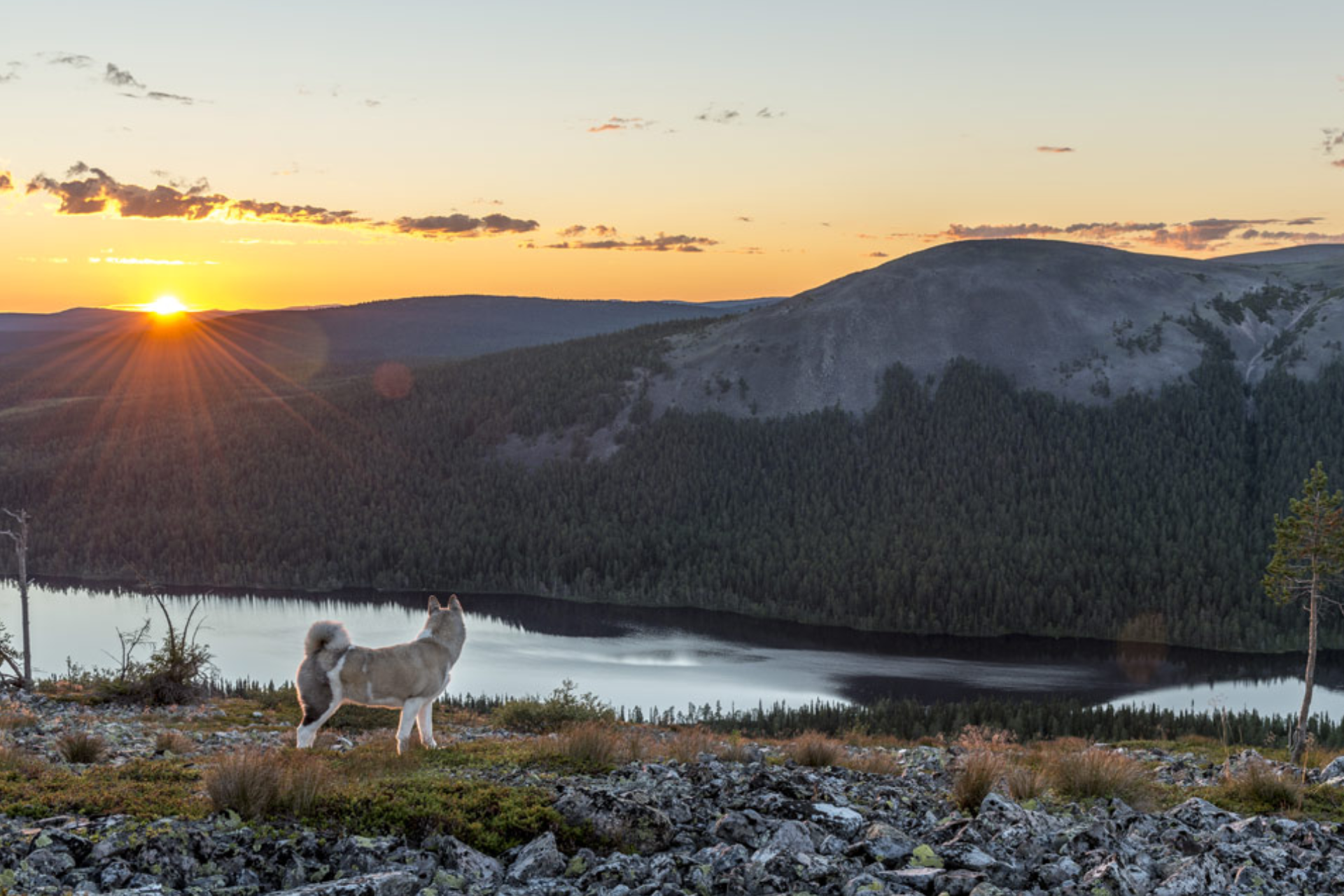 A dog is standing on top of a rocky hill overlooking a lake at sunset.