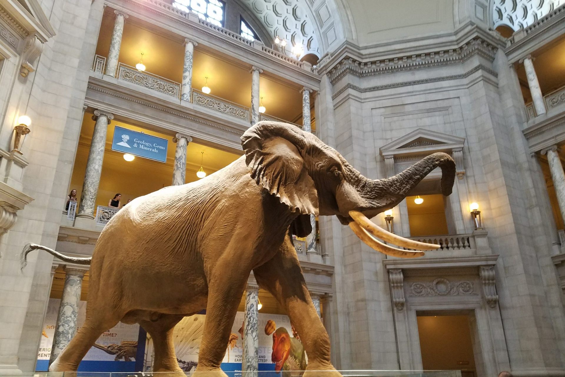 A large statue of an elephant in a museum