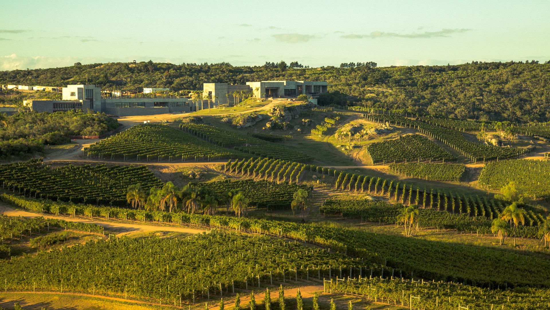 An aerial view of a vineyard with a building in the background.