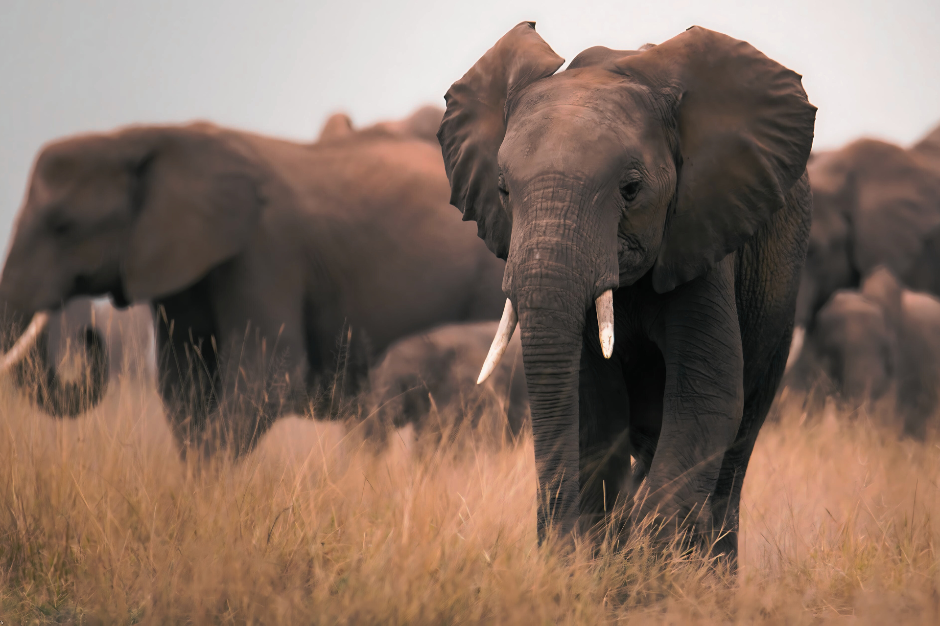 A herd of elephants are walking through a field of tall grass.