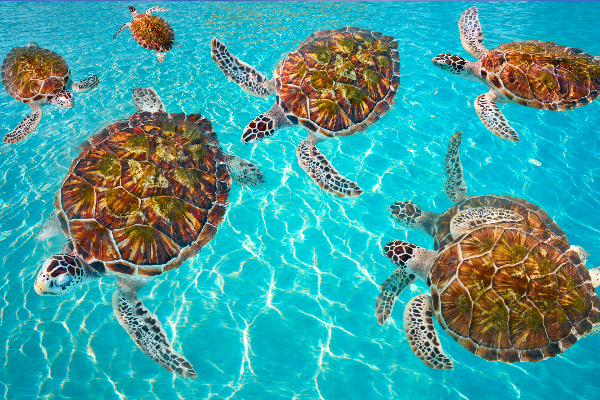 A group of sea turtles are swimming in a pool.