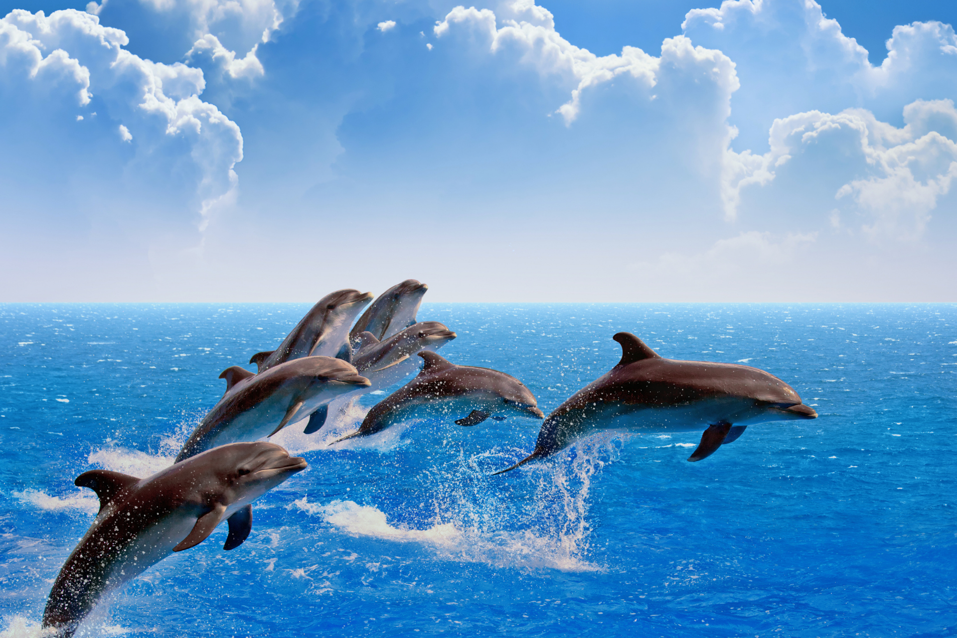 A group of dolphins are jumping out of the ocean.