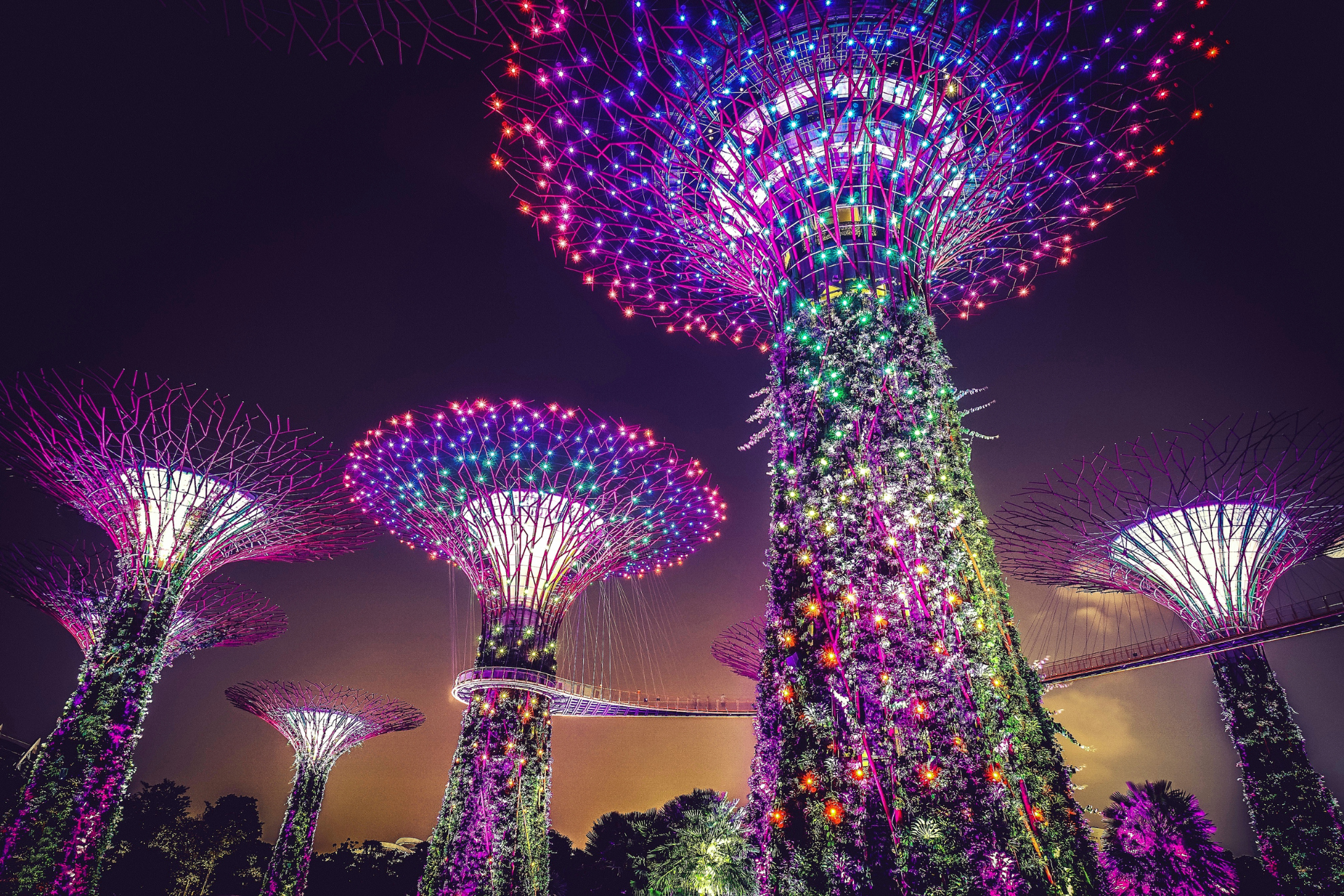 A group of trees are lit up at night in a park.