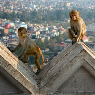 Two monkeys sitting on top of a building with a city in the background