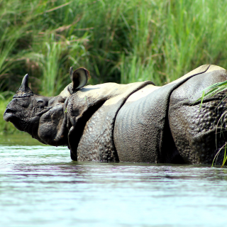 A rhinoceros is swimming in a body of water