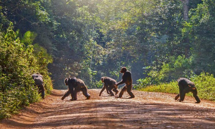 A group of chimpanzees are walking down a dirt road.