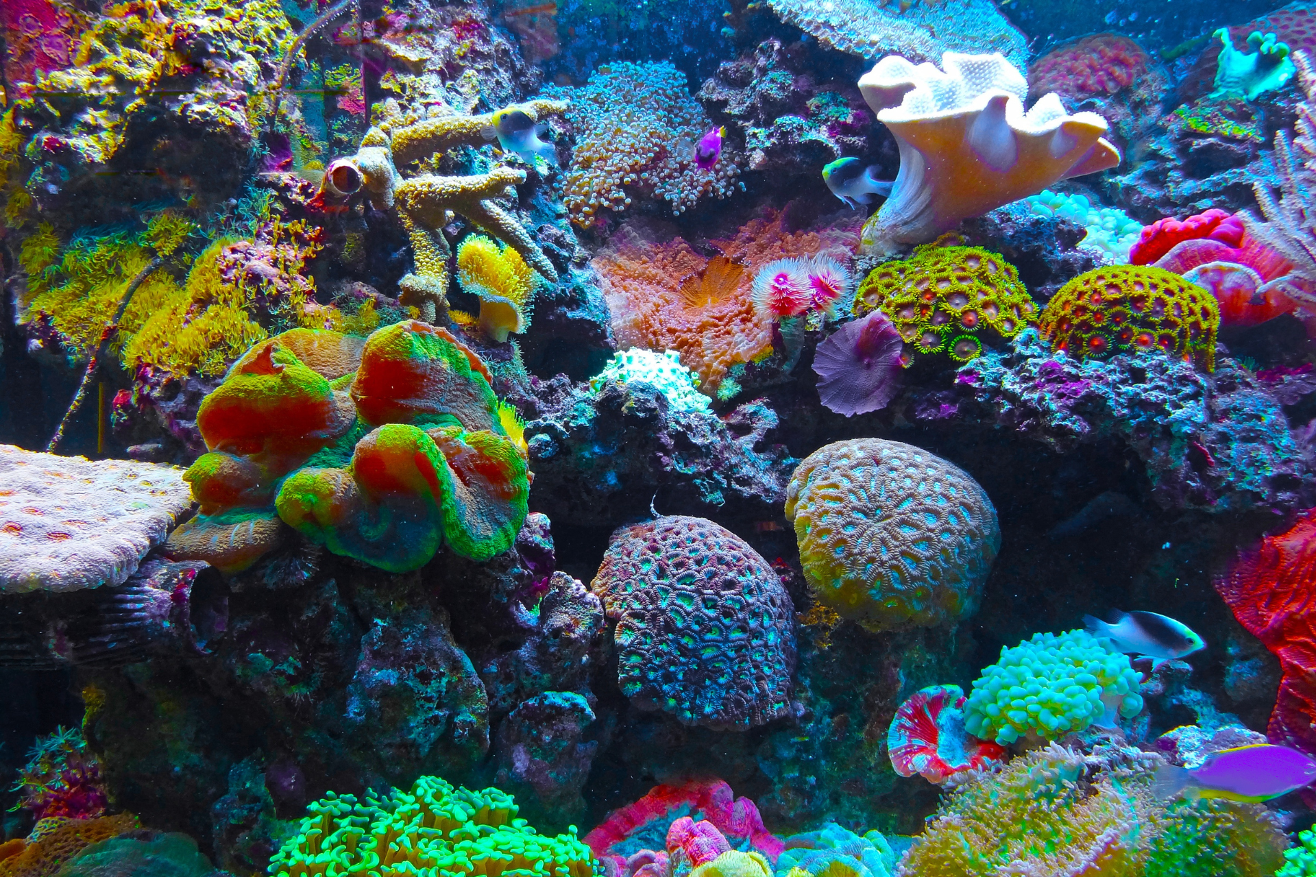 A coral reef with many different types of corals