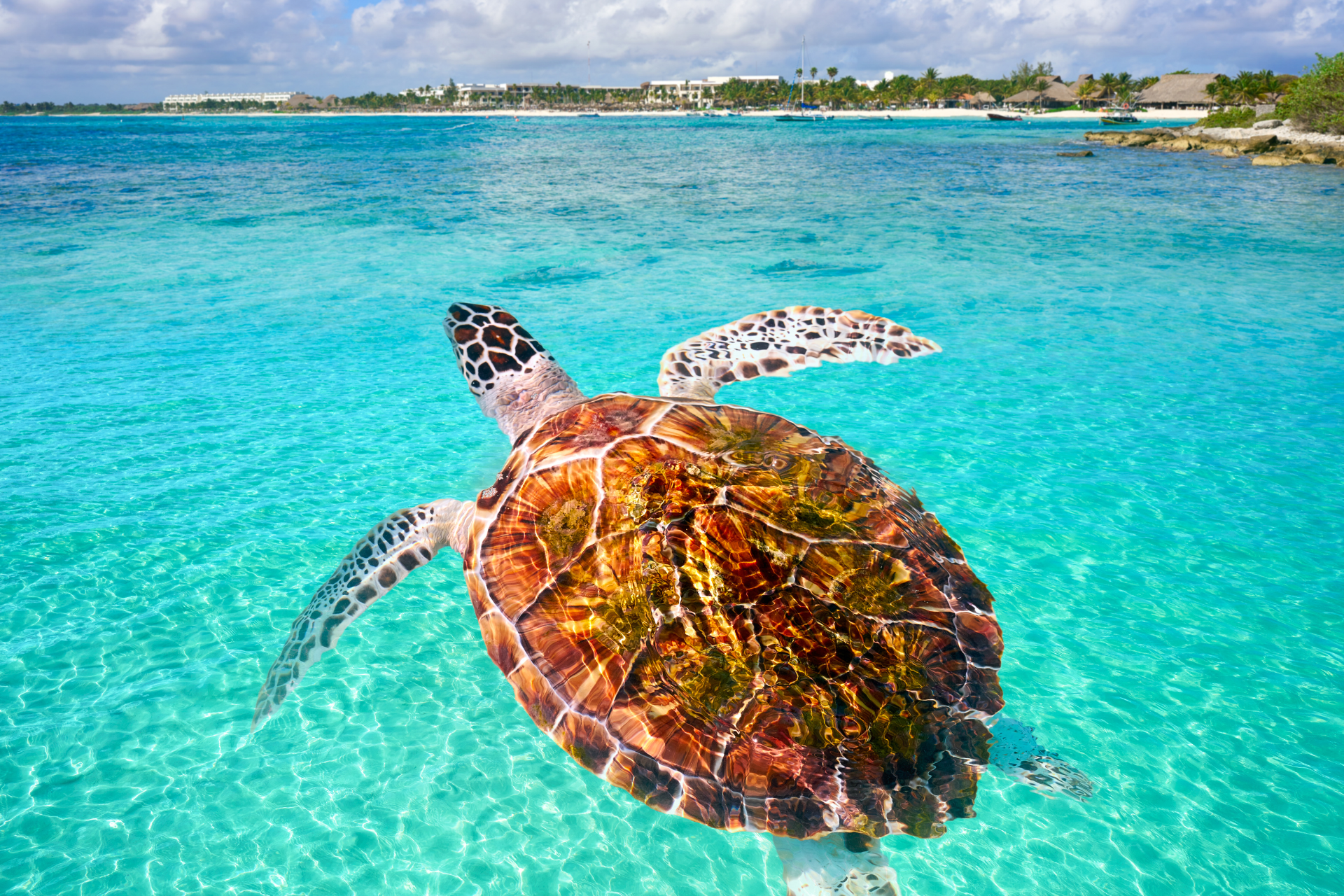 A sea turtle is swimming in the ocean.