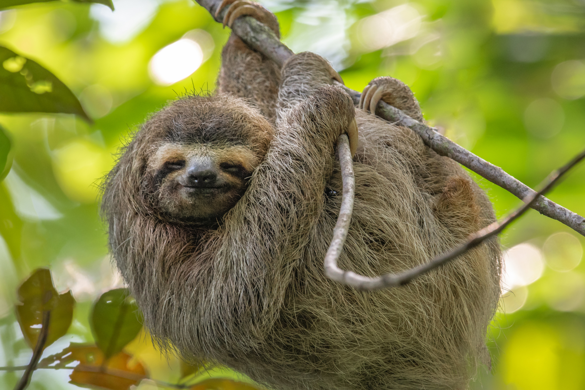 A sloth is hanging from a tree branch with its eyes closed.