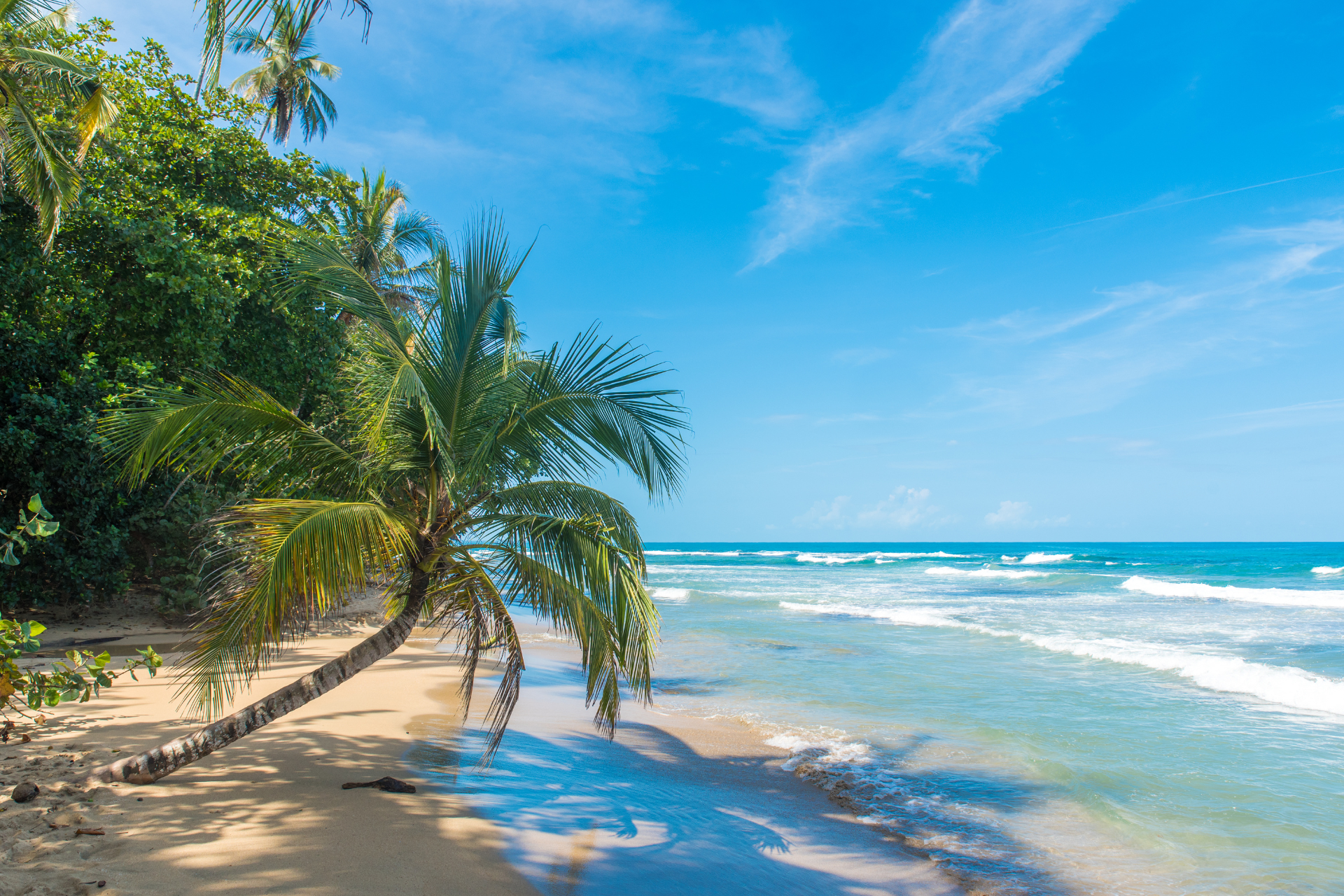 There is a palm tree on the beach near the ocean.