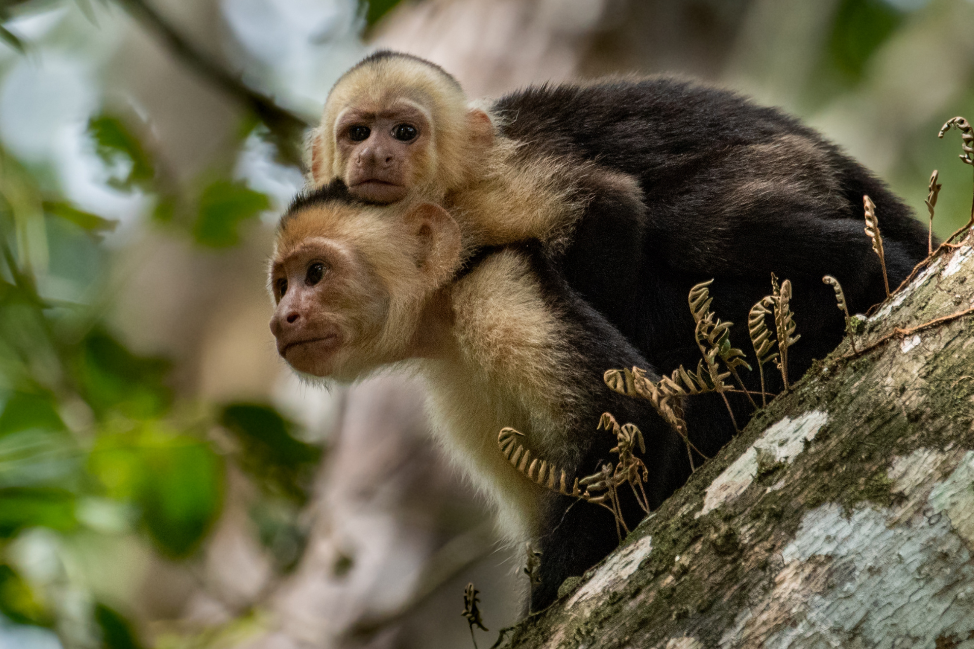 Two monkeys are sitting on top of each other on a tree branch.