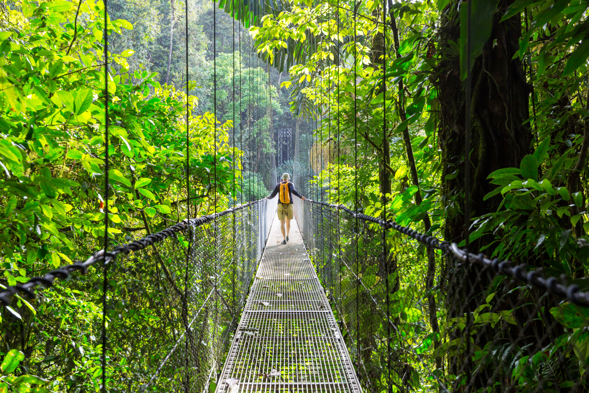 A man is walking across a suspension bridge in the jungle.