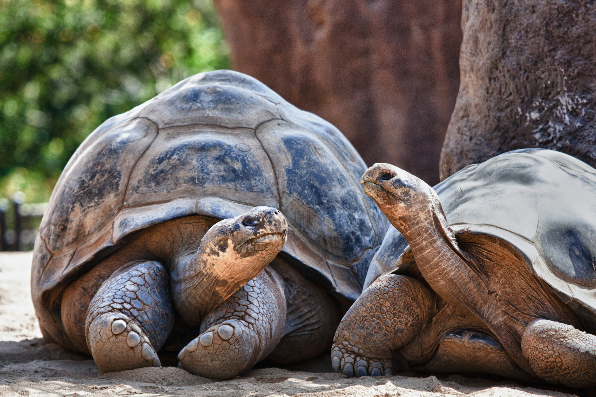 Two turtles are laying next to each other on the ground.