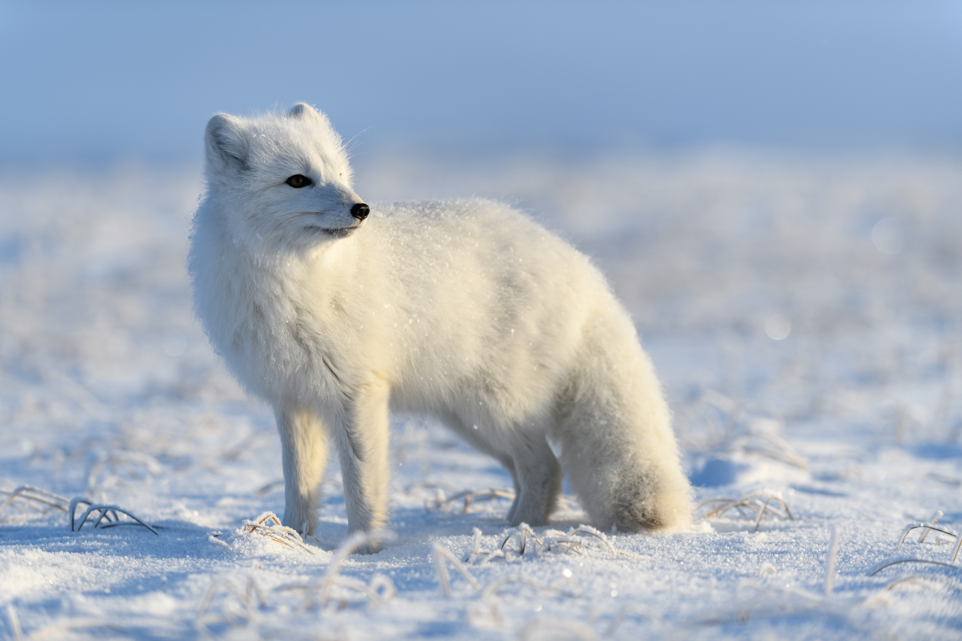 A white arctic fox is standing in the snow.