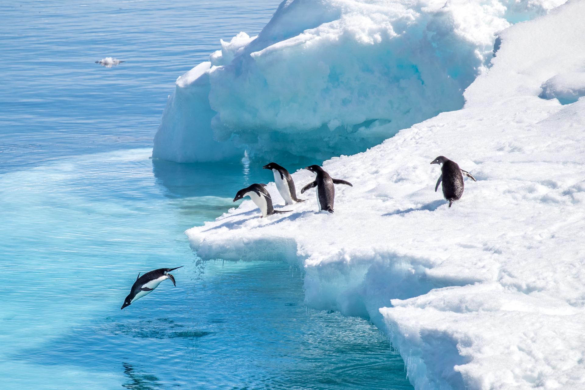 A group of penguins standing on top of an iceberg in the ocean.