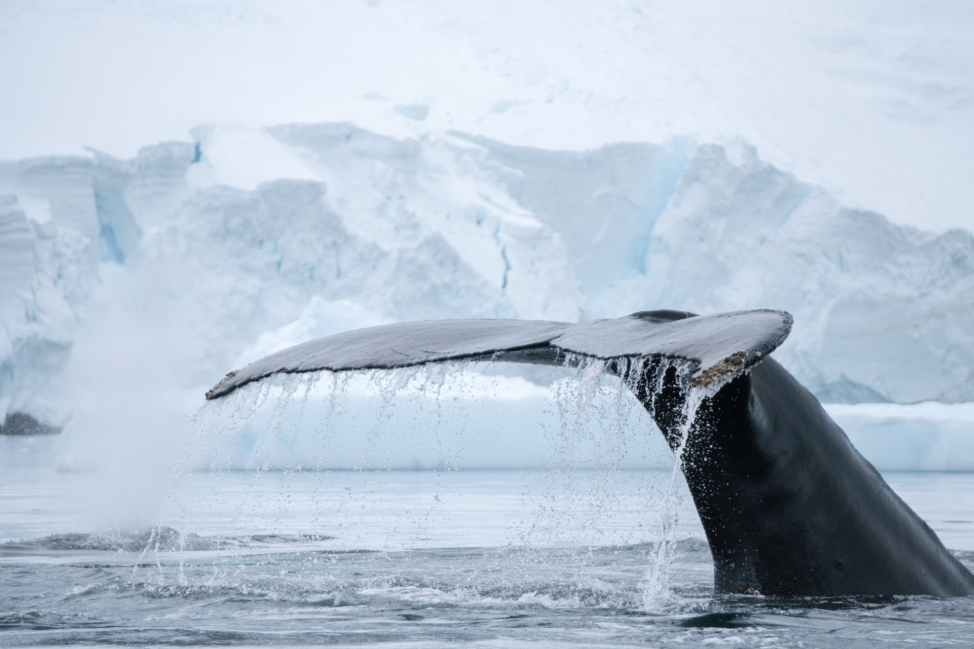 A humpback whale is swimming in the ocean with icebergs in the background.