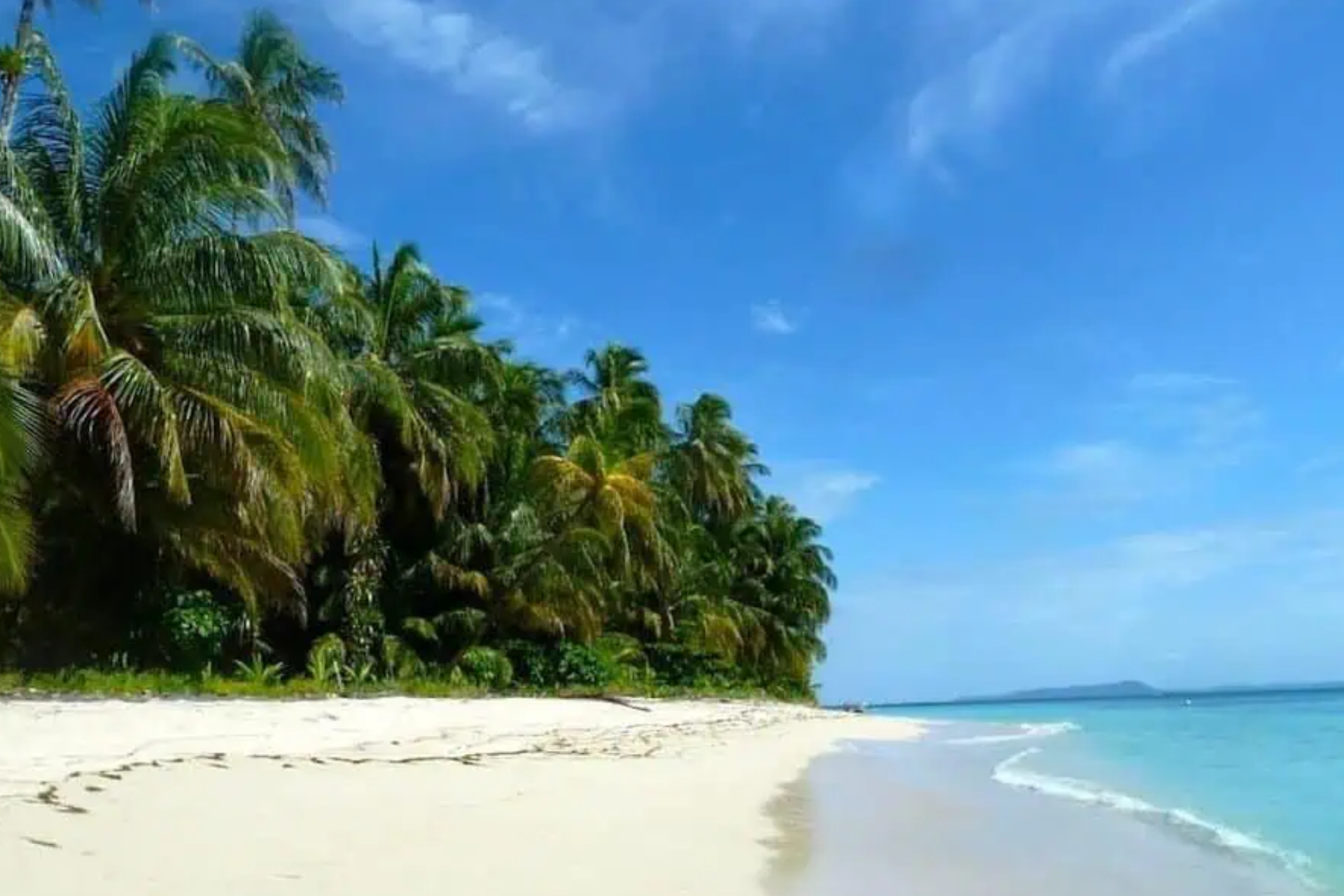 A tropical beach with palm trees and a blue sky