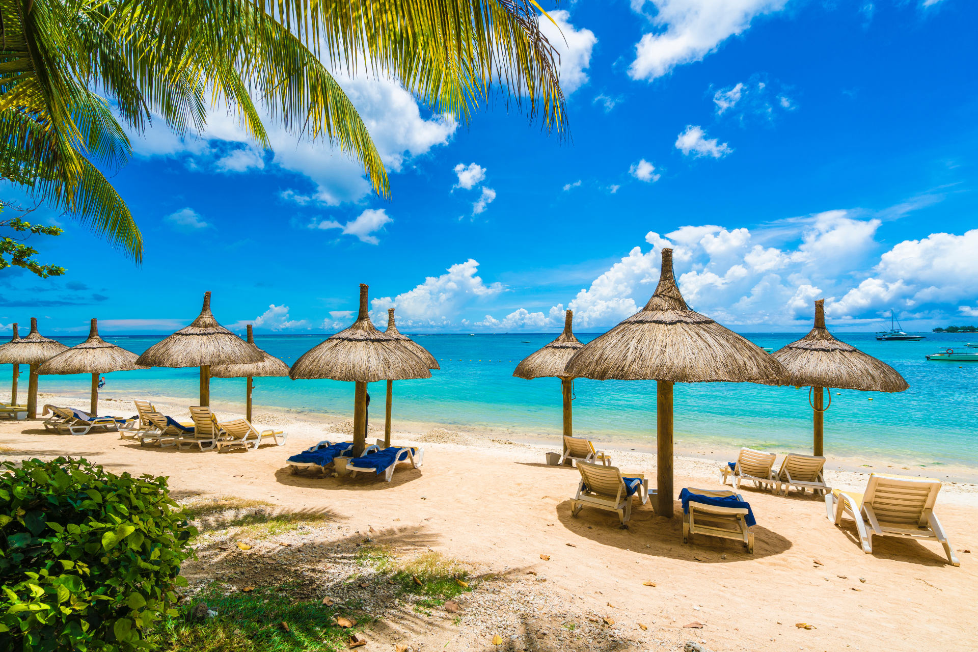 There are many umbrellas and chairs on the beach.