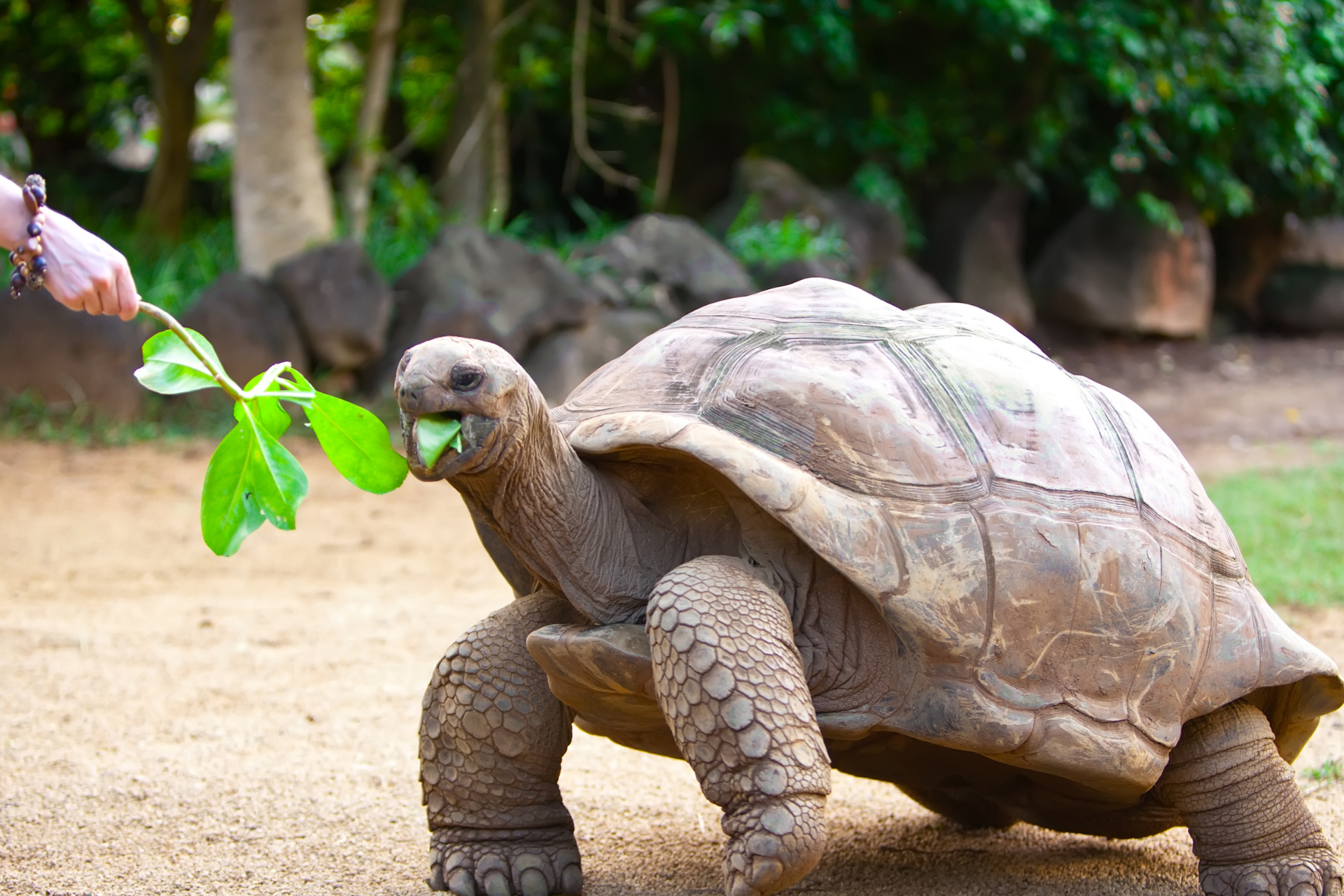 A turtle is eating a leaf from a person 's hand.