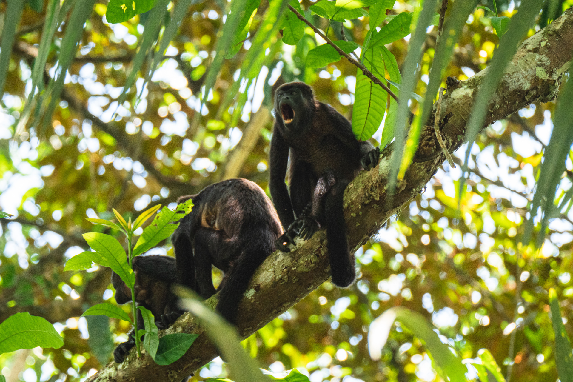 Two black monkeys are sitting on a tree branch.