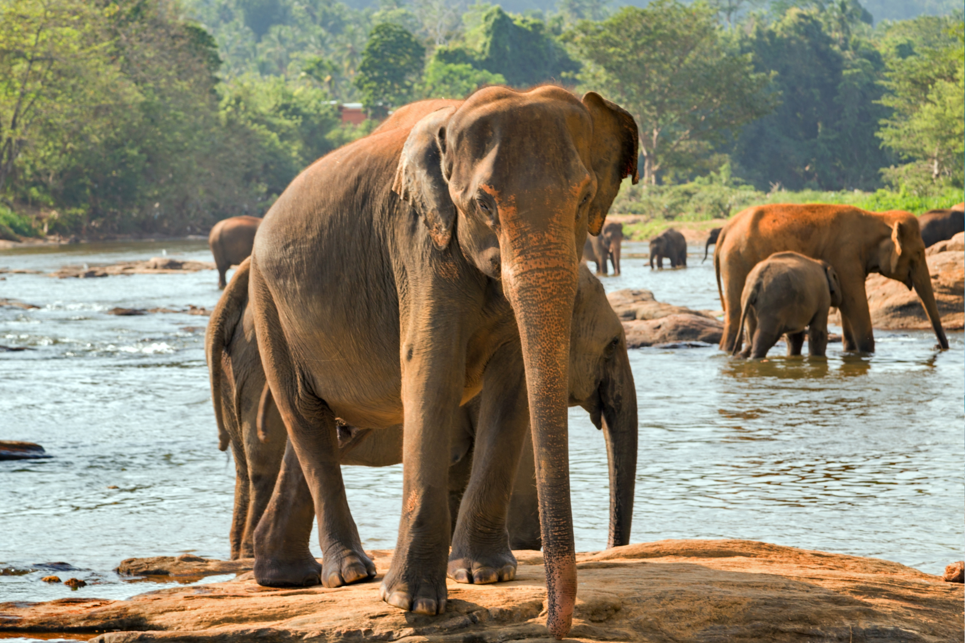 A herd of elephants standing next to a river