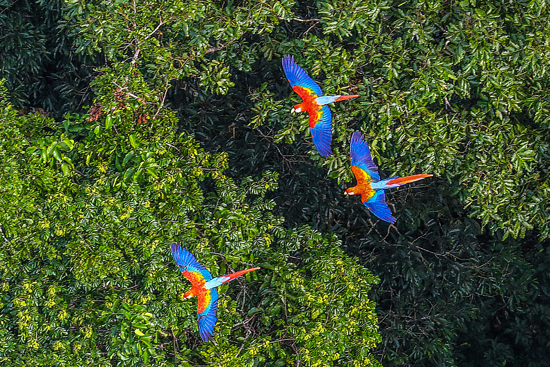 Two colorful parrots are flying over a lush green forest.