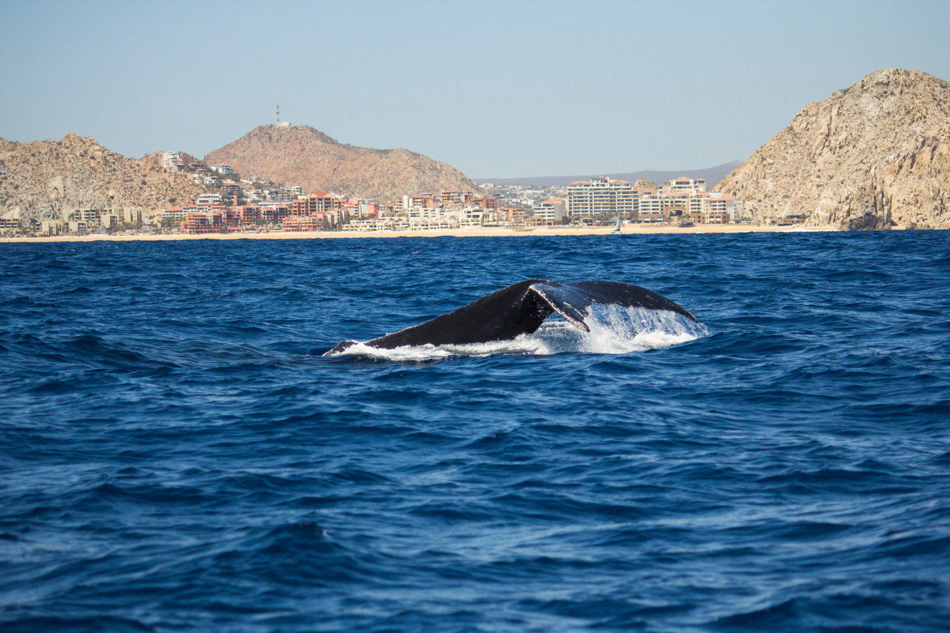 A humpback whale is swimming in the ocean with mountains in the background.