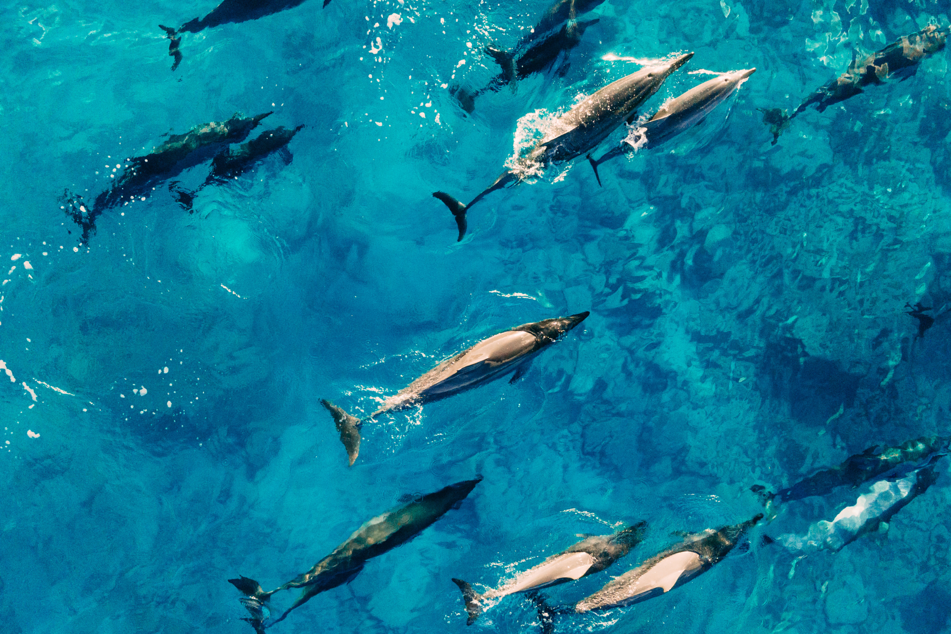 A group of dolphins are swimming in the ocean.