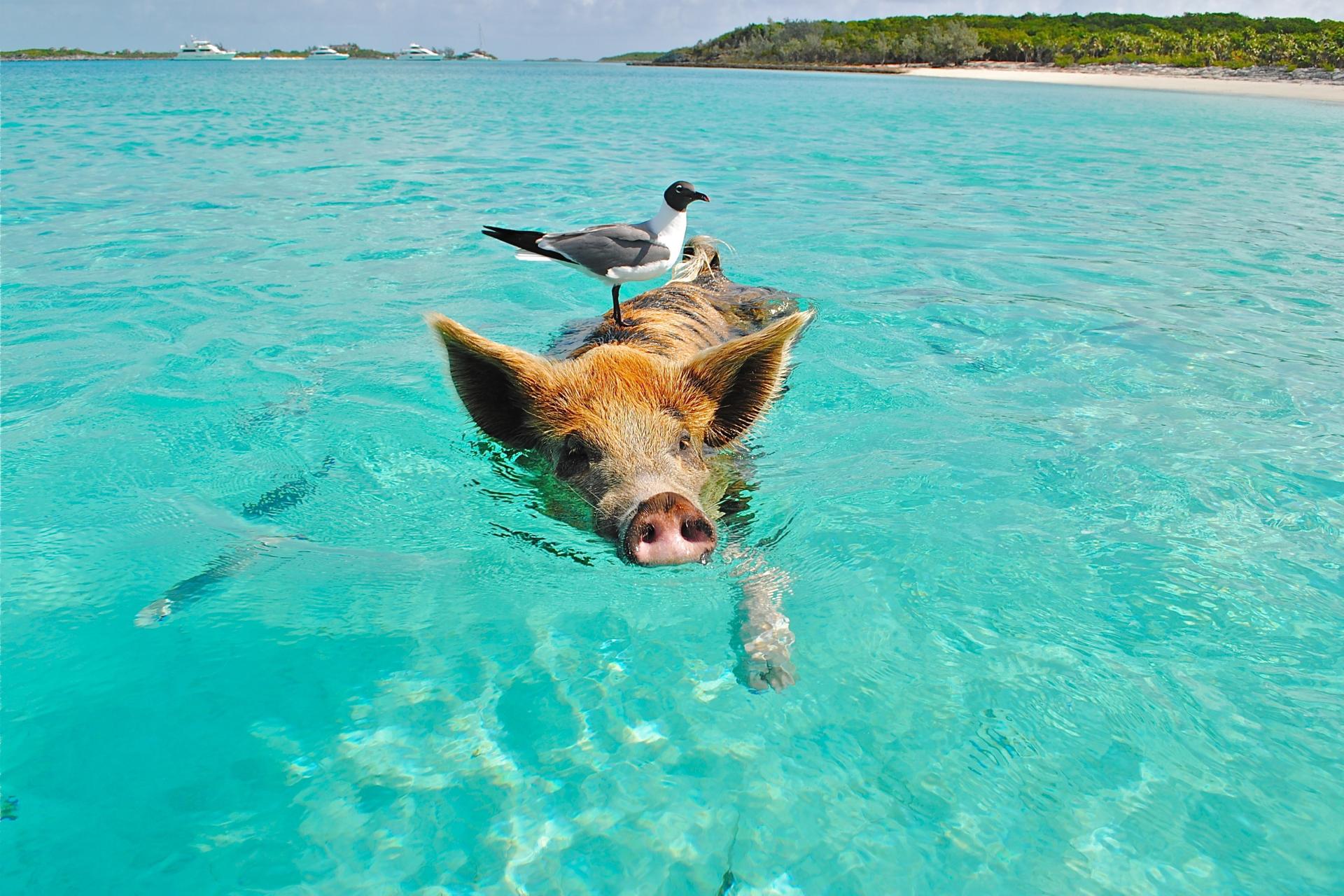 A pig and a bird are swimming in the ocean.