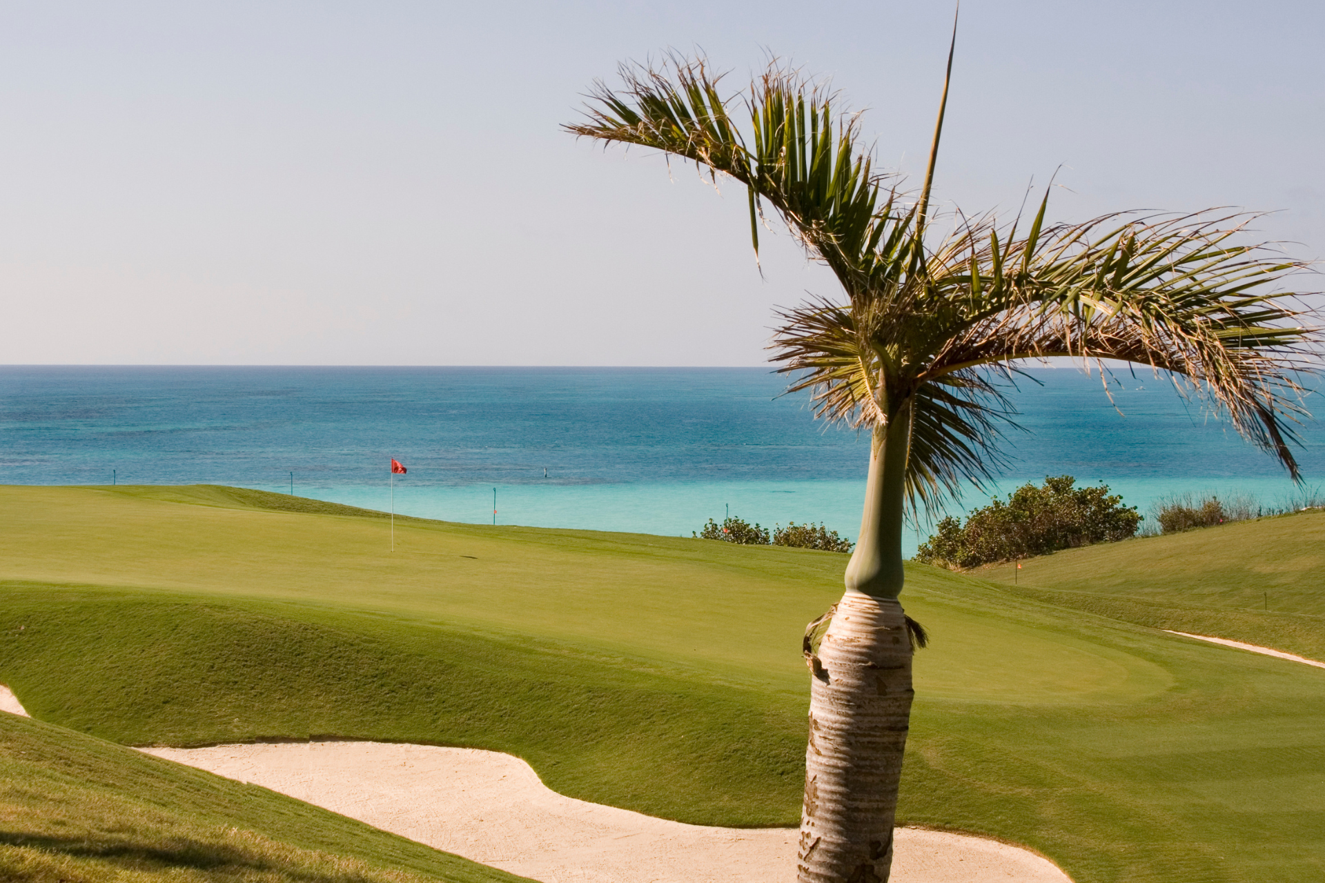 A palm tree on a golf course with the ocean in the background