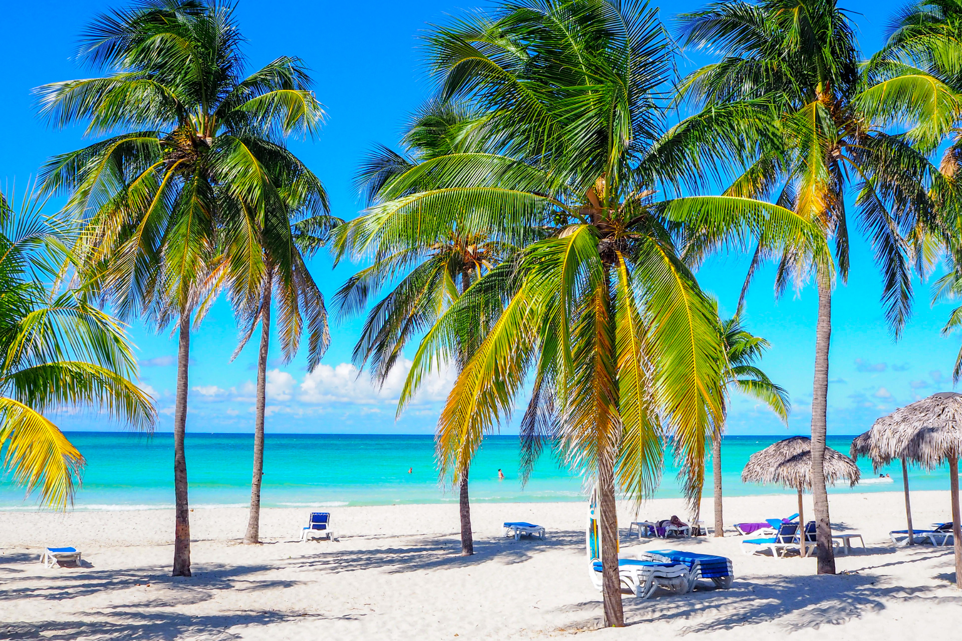 A tropical beach with palm trees and umbrellas on a sunny day.