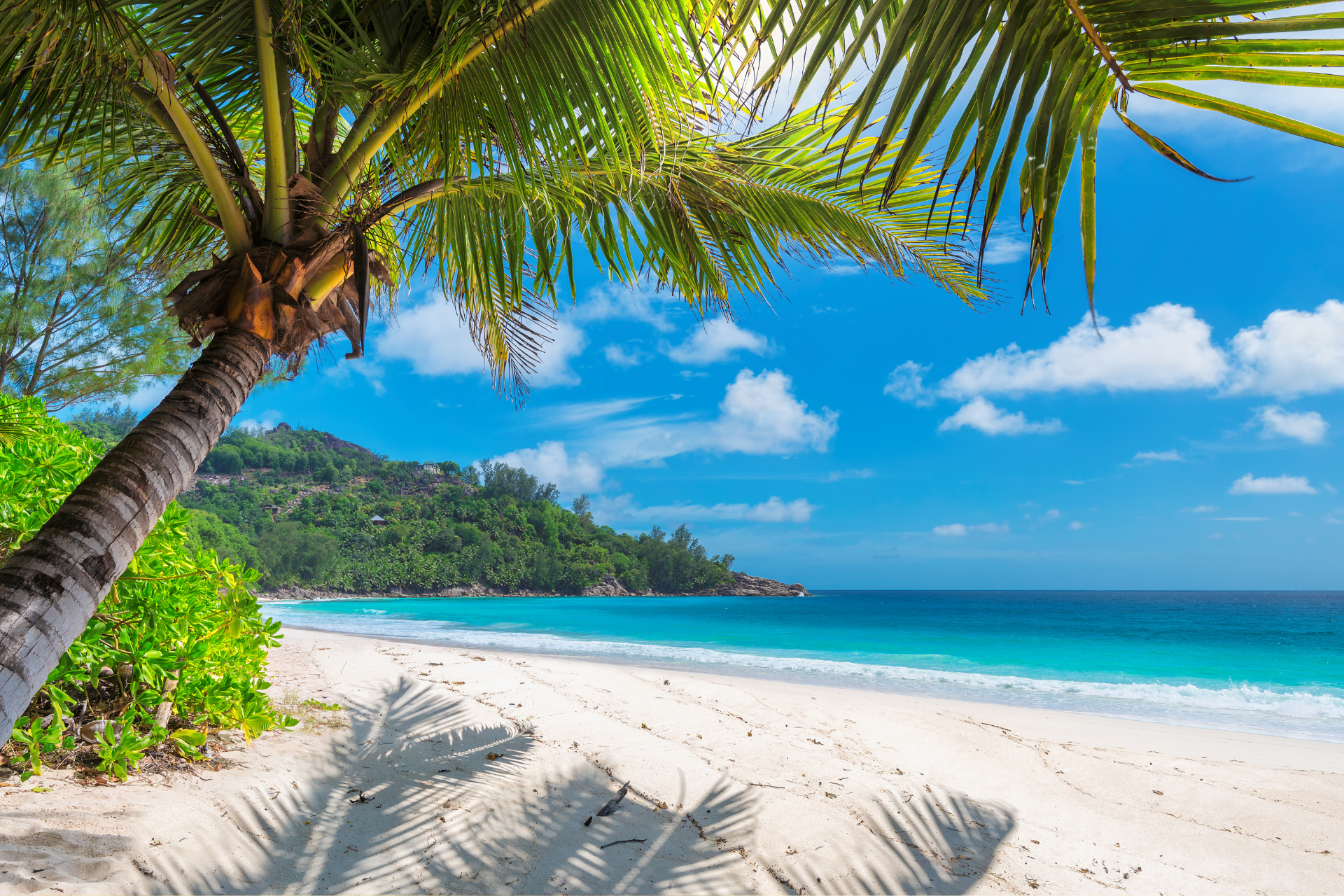 A palm tree is casting a shadow on a tropical beach.