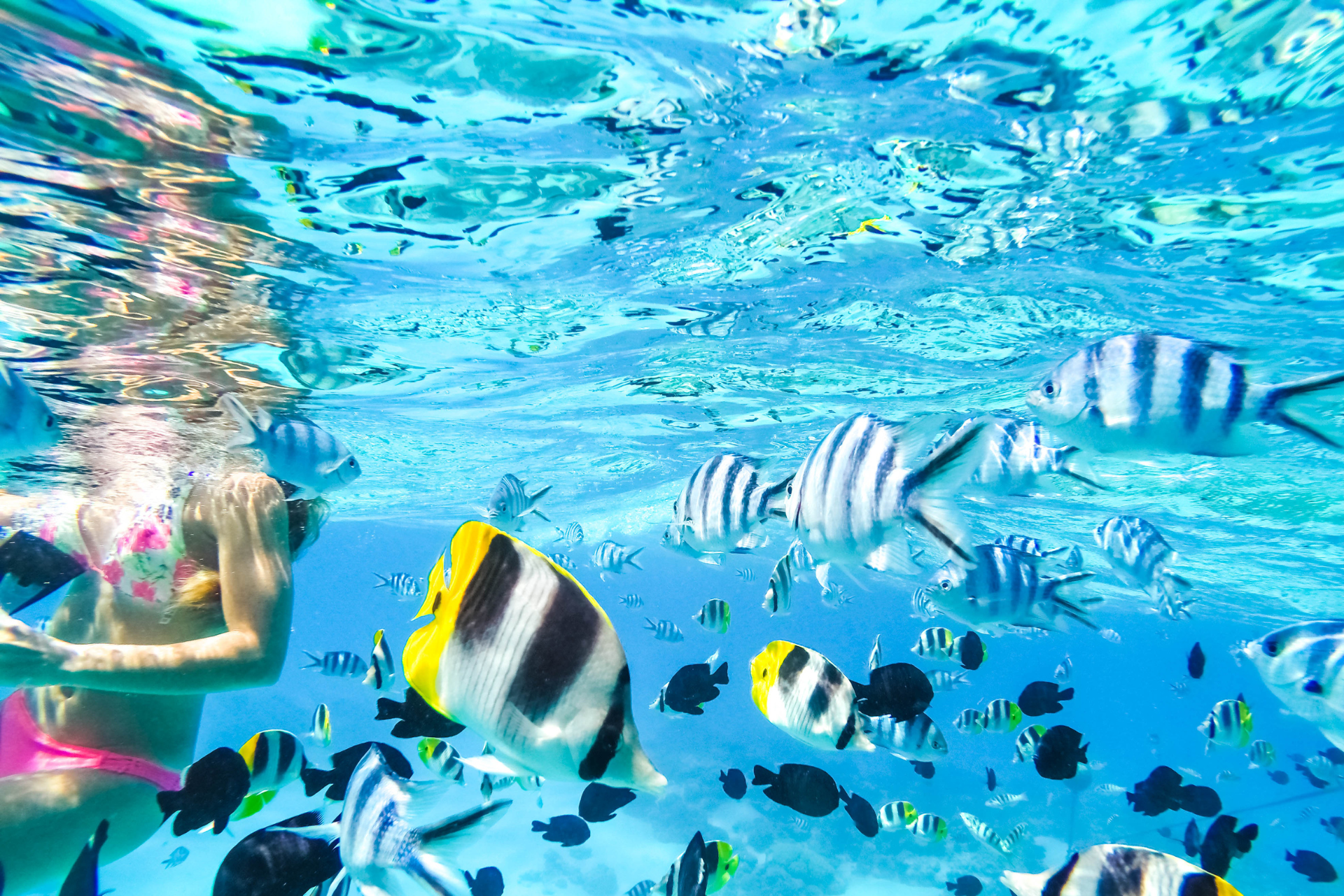 A woman is swimming in the ocean with a bunch of fish.