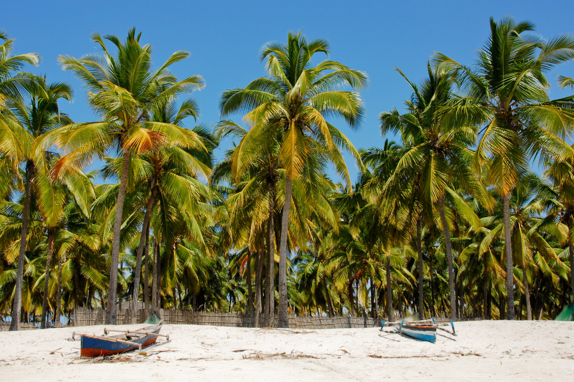 A beach with palm trees and boats on it