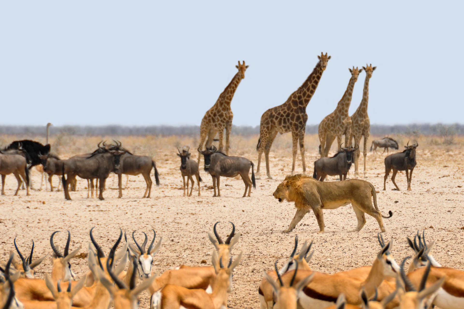 A lion walking in front of a herd of antelope and giraffes