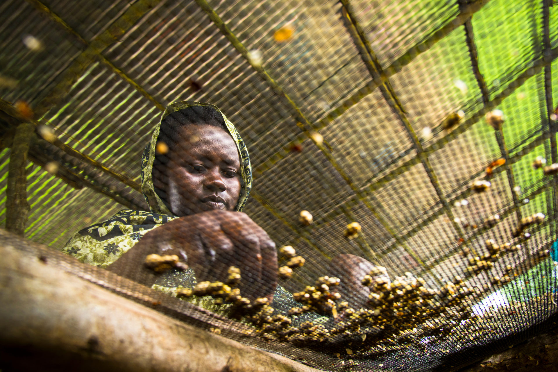 A woman is sorting coffee beans in a cage.