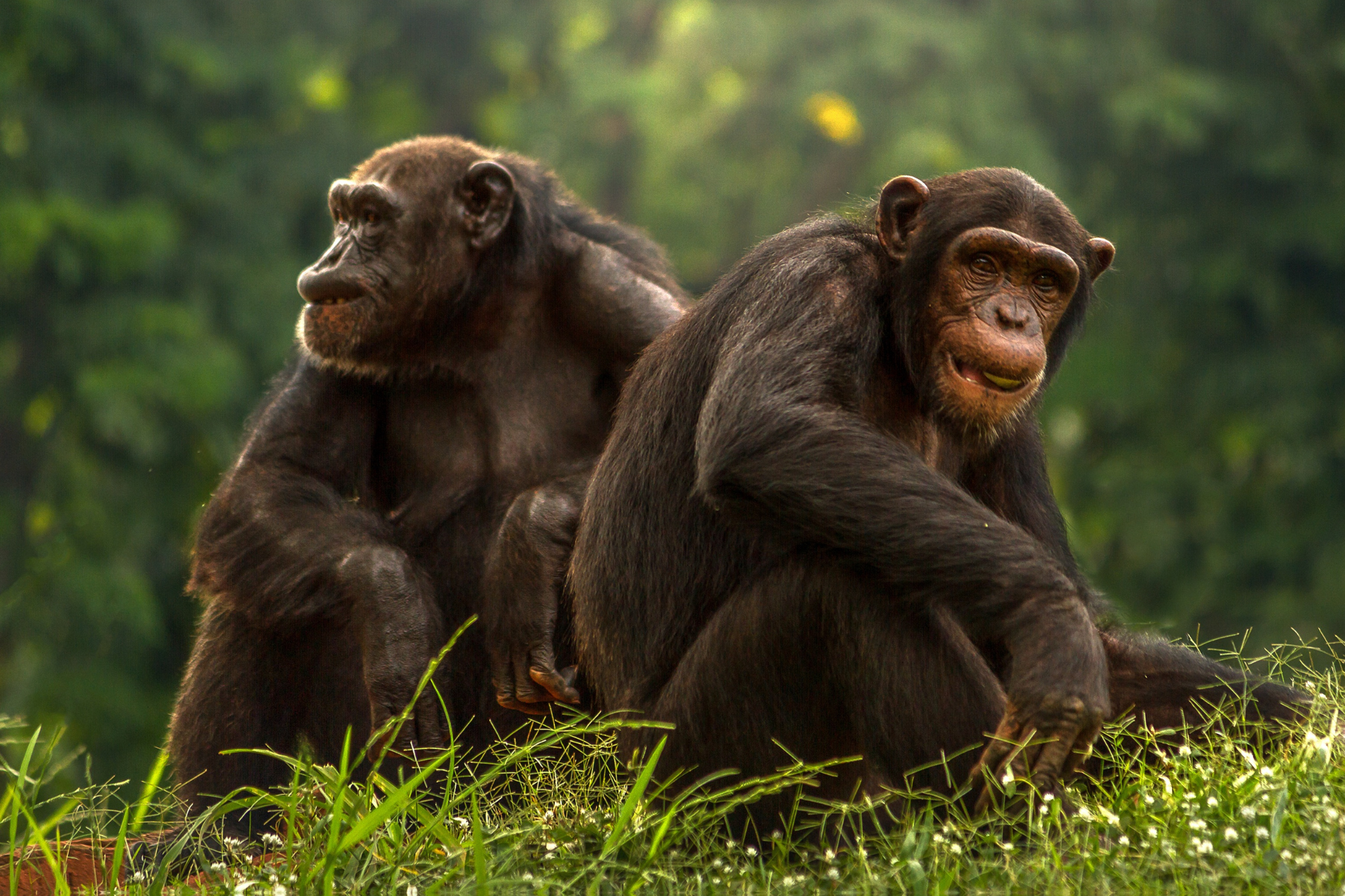 Two chimpanzees are sitting next to each other in the grass.