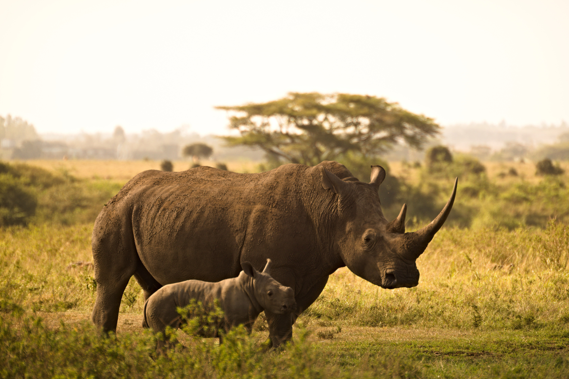 A black rhinoceros and a baby rhinoceros are walking through a grassy field.