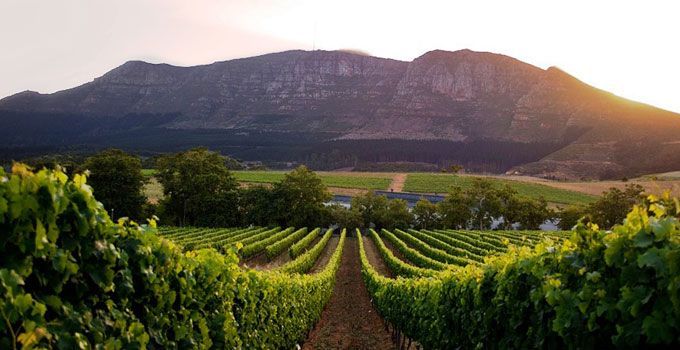 A vineyard with mountains in the background at sunset.