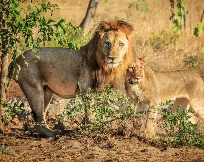 A lion and a lioness are standing next to each other in the wild.