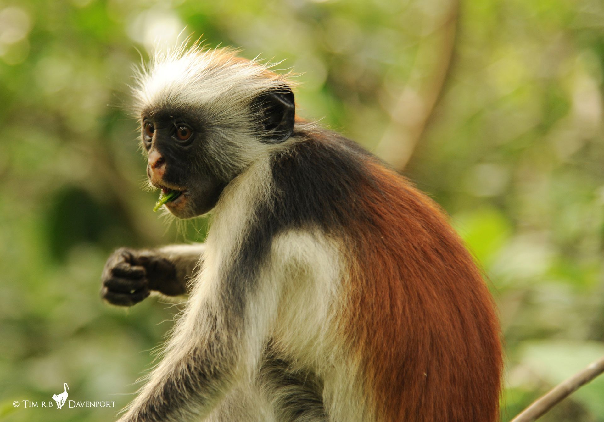 A monkey is sitting on a tree branch eating leaves.