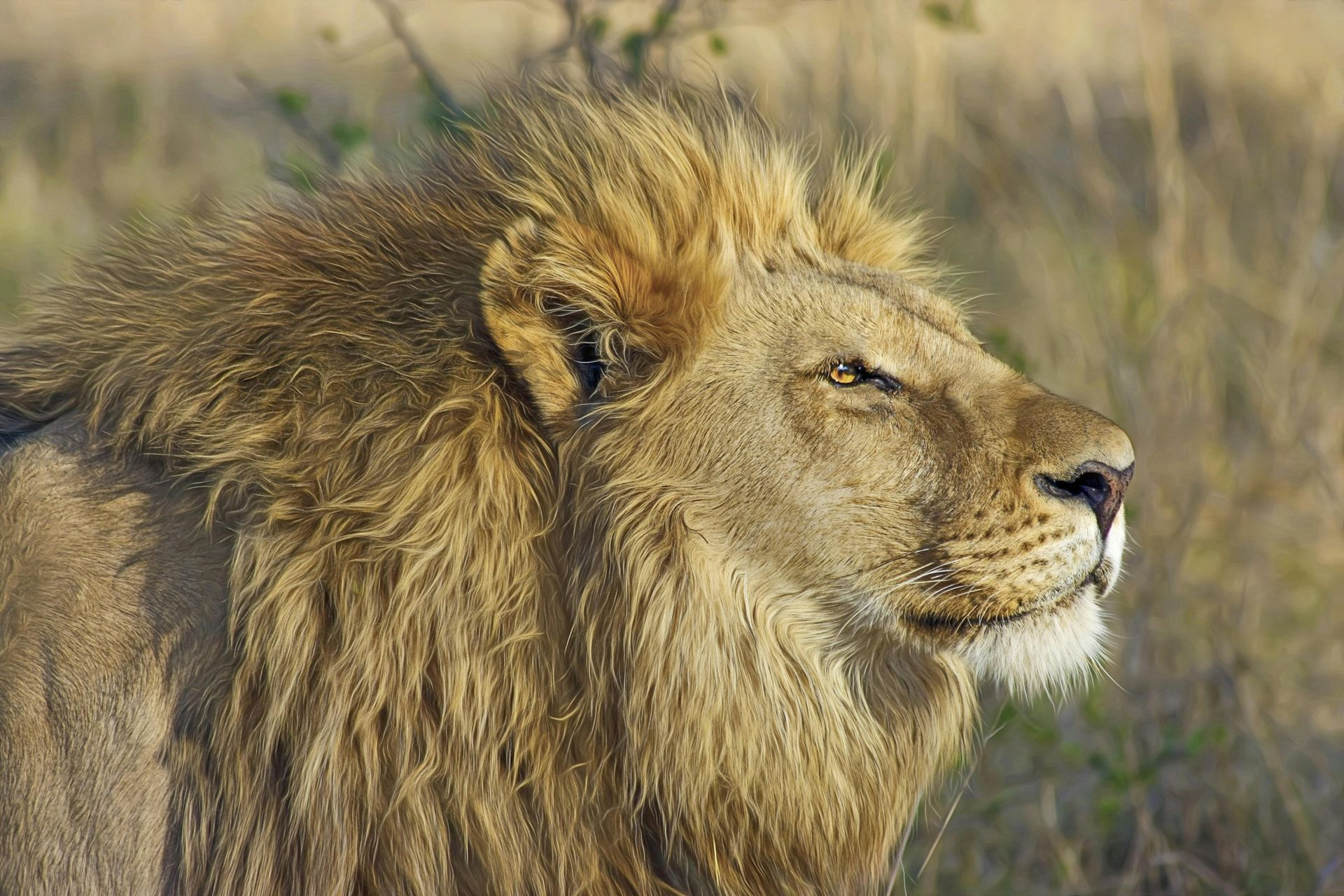 A close up of a lion 's face in a field.